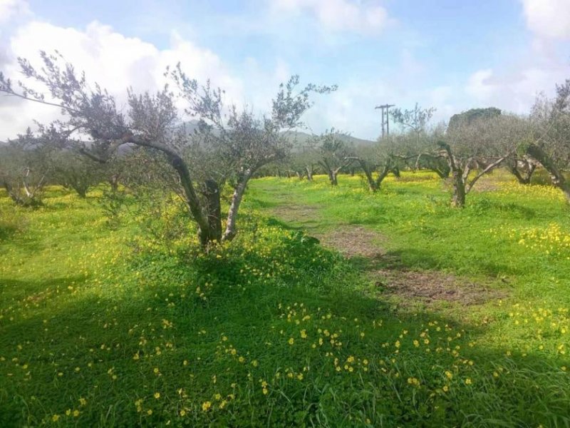 Platanos Kreta, Platanos Ein Grundstück mit Charakter und Geschichte Grundstück kaufen